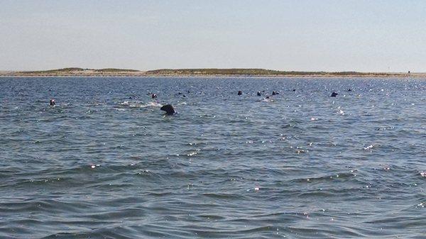 Up Close and Personal with Seals in Chatham Harbor! Thanks Nauset Marine!