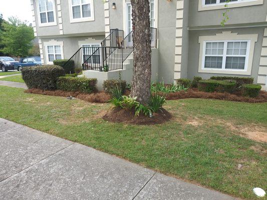 plantings and pinestraw installation