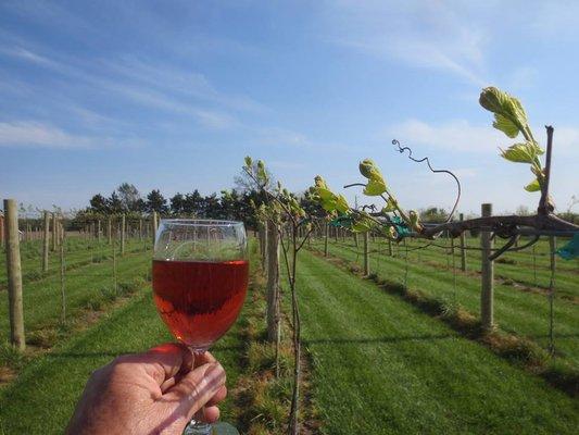 Wine and vines at Hartland Winery.