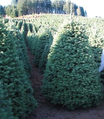 Rows of Noble Firs in Washington State.