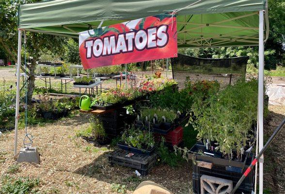 Plant nursery outside with heirloom tomatoes and lots of flowers