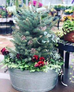 Winter outdoor containers now in stock! Featuring a Colorado Blue Spruce