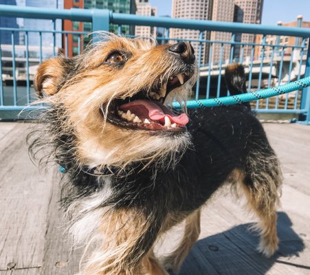 Albert strolling the Harbor Walk during his solo walk