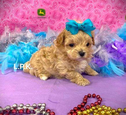 #Malti-Poo puppies for sale