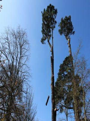 large tree removing