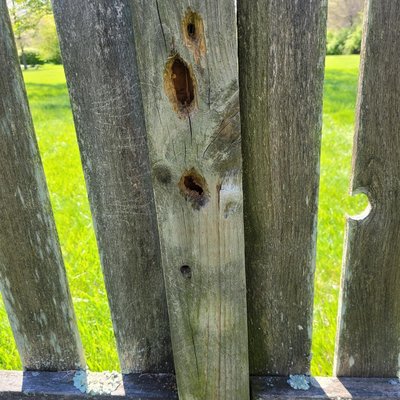 carpenter bee holes