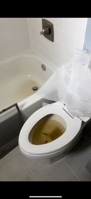 Cigarette butts in the toilet and un-rectified plumbing issue