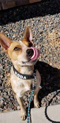 Waiting for a treat is the best part of a walk!