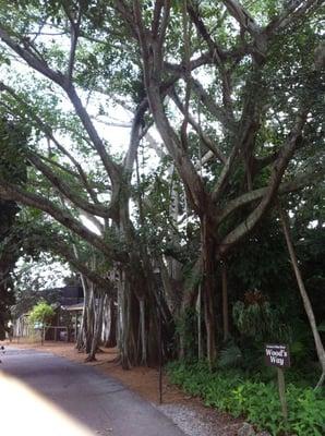 Famous Banyan tree at the Thomas Edison Estate