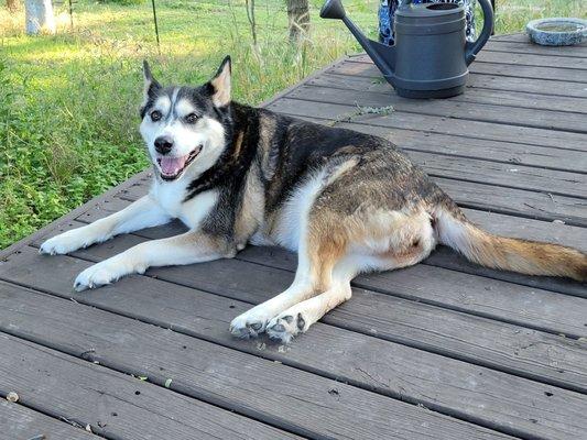 Cami the 12 yo Husky