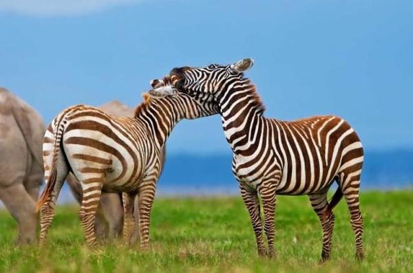 taken at Amboseli national park