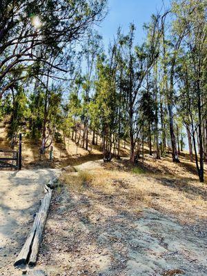 Hiking  8.27.22 @ Eucalyptus Trail