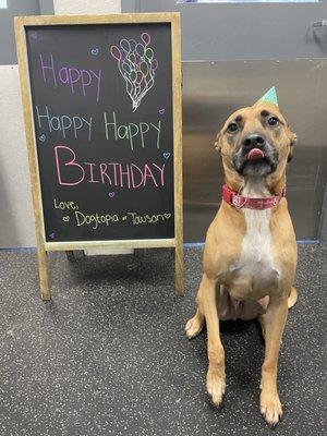 Dogtopia Birthday Celebrations