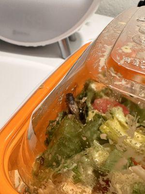 fajita salad with extra protein (crickets )