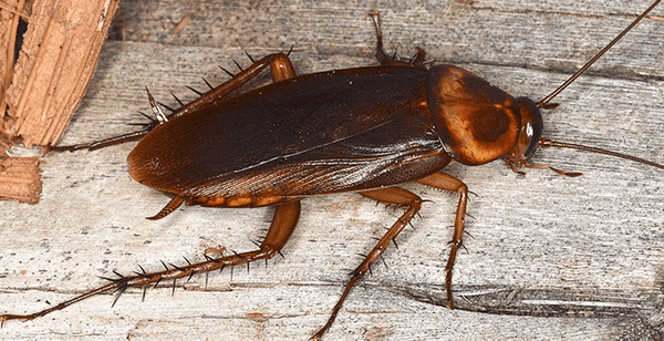 WATER BUG...is an American Cockroach