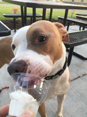 The pup cups are so much fun for me & yummy for him!