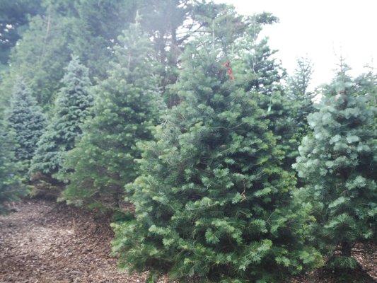 We are the place to go for Conifers!