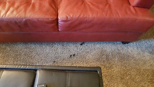 Apartment is filthy and with big balk spots on carpets when we first checked in