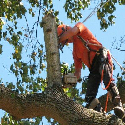 Tampa Tree Service