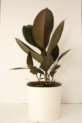 Ficus Burgundy