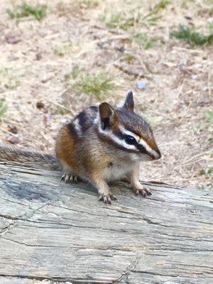 Chipmunk at Indian Creek Campground.