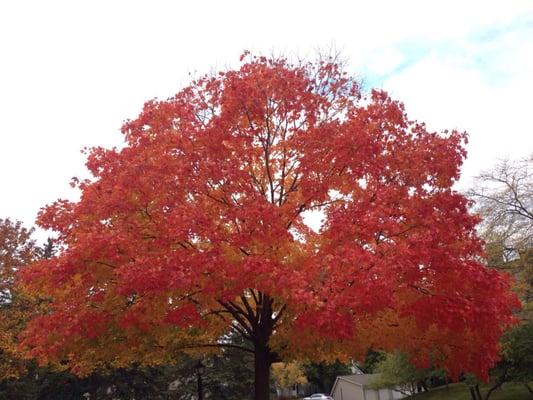 Fall color @ Heatherridge Golf Course in Gurnee, IL