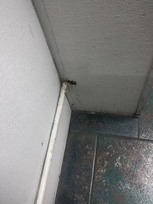 A roach under the pipe in the corner.