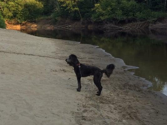 Very dog friendly RV Park