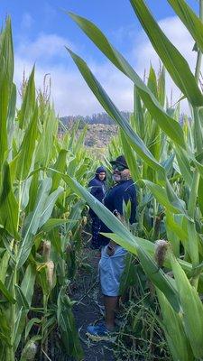 Corn maze