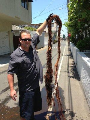 Tree roots from a sewer line