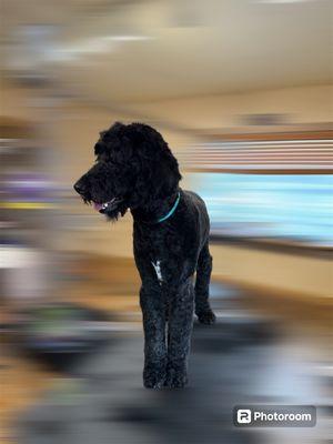 Randi is such a handsome doodle after his hair cut!