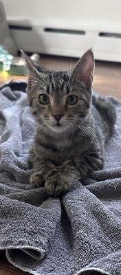 Ernest Hemingway. "Ernie" He is a polydactyl cat with 14 front toes- and he is adorable.