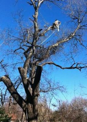 The owner/climber removing a tree