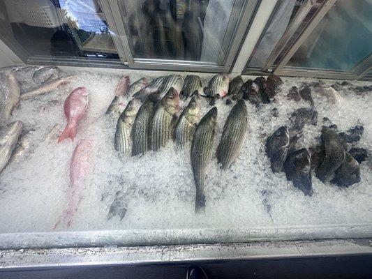 Fresh Fish