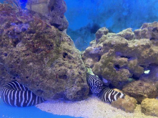 Zebra Moray Eel