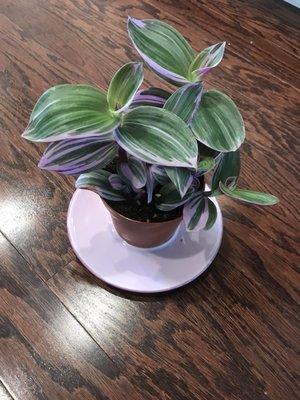 Nanouk Wandering Jew