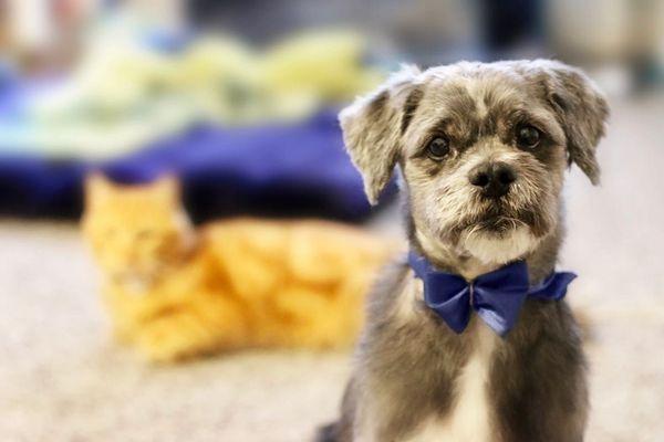 Pet photography of a dog wearing a bowtie. There is an orange cat in the background.