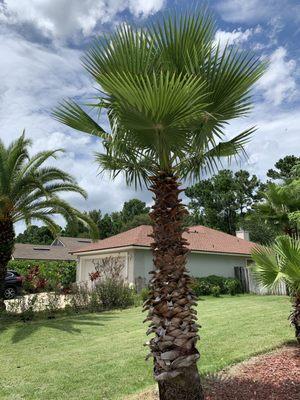 Palm Tree Trimming. 
 Commercial & Residential Free Estimates.