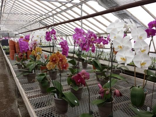 Orchids Garden Centre & Nursery