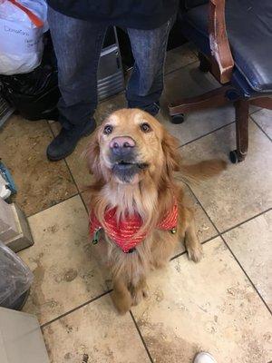 Here is Carter at his doggie daycares holiday party!