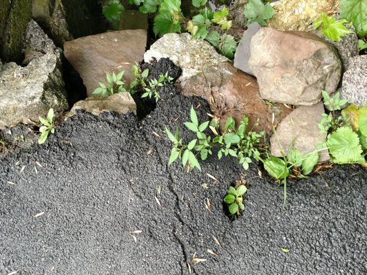 Optional plant paving technique to allow for weeds to grow