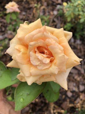 one of the roses that surrounds the water-fountain