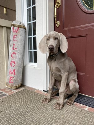 Our well-mannered pup after 3 weeks in the Evergreen School For Dogs training program.