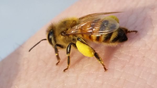 A Honeybee with pollen