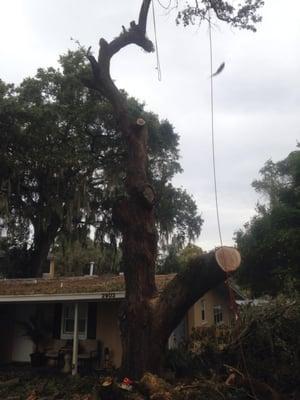 This was a huge very old oak tree completely over the house and fence, this trees main trunk was about 10" from roof!