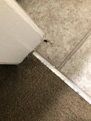 a cockroach in bathroom