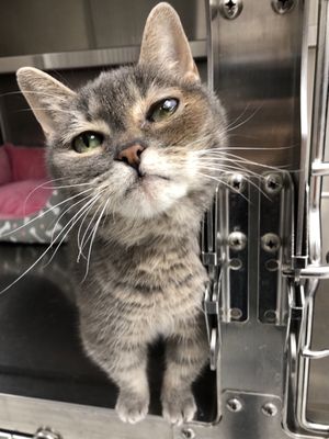 Bunny the cat, a past shelter cat