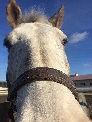 Normantown Trails Equestrian Center