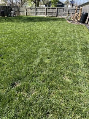 New lawn.  Thanks GrowinGreen!