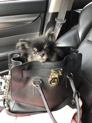 Coco approves of this Micheal Kors purse I picked up on sale for half off.